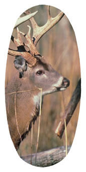 DASOV 302 White Tail Crusing